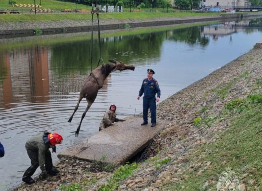 Из реки Уводь в центре Иванова достали труп погибшего лося ГУ МЧС России по Ивановской области