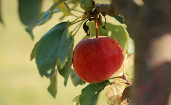 Успеть до конца ноября — супер-подкормка и уход за яблоней, чтобы летом обеспечить взрывной урожай