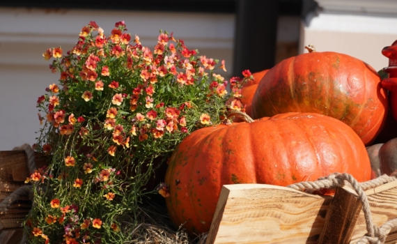 Не просто высушить: главные правила и ошибки в хранении семян тыквы до весны — идеальная формула