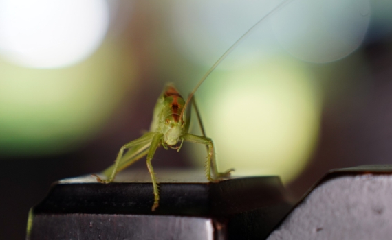 Тараканы исчезнут за пару дней: простой и безопасный рецепт с эфирным маслом, который работает